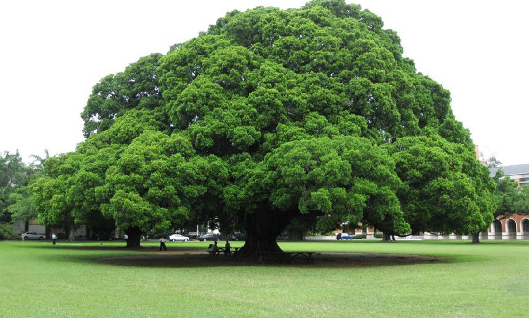 枣庄金榕树服务号代运营案例
